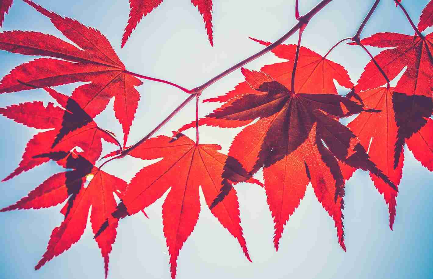 加密货币贷款公司Maple Finance已与加密蛋糕制作专家Lido Finance合作